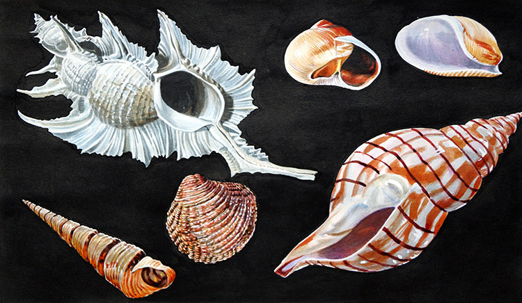 All Sorts of Sea Shells A (Original) by Animals at The Illustration Art Gallery