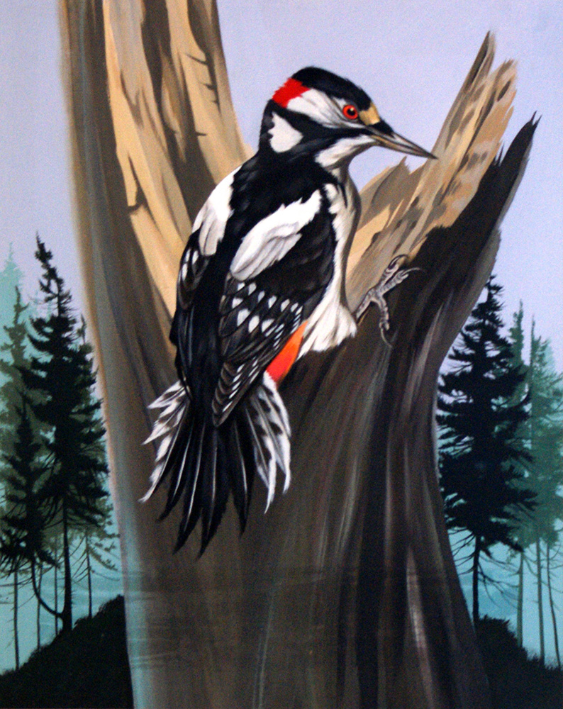 A Great Spotted Woodpecker (Original) art by Birds at The Illustration Art Gallery