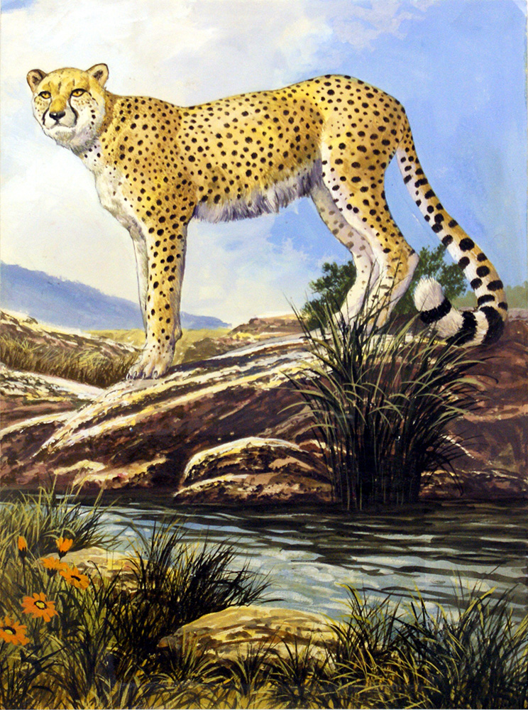 The Cheetah (Original) art by G W Backhouse Art at The Illustration Art Gallery