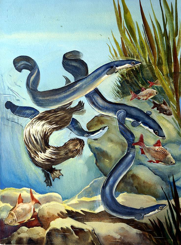 The Eels Amazing Journey (Original) art by G W Backhouse at The Illustration Art Gallery