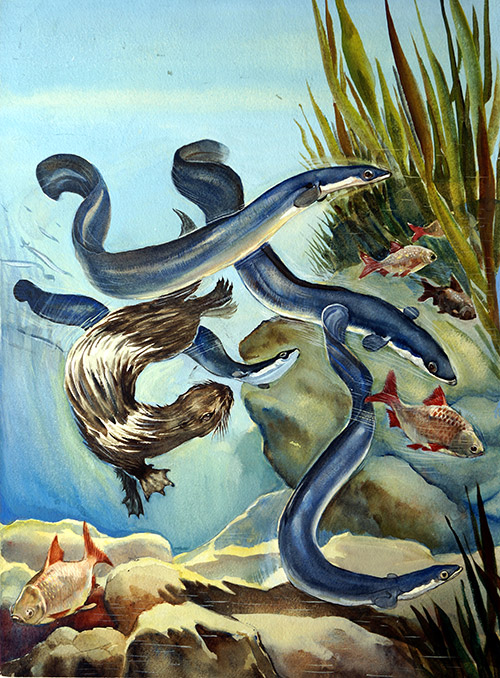 The Eels Amazing Journey (Original) by G W Backhouse at The Illustration Art Gallery