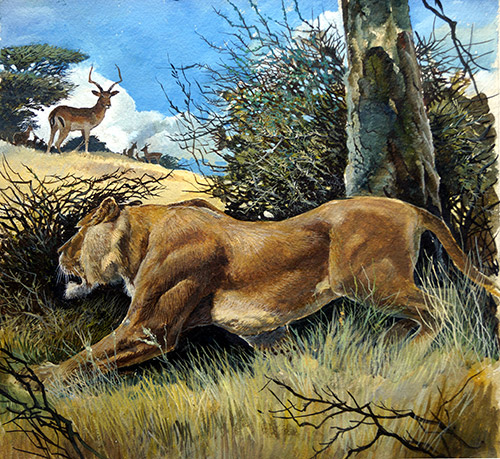 Law of the Wild (Original) by G W Backhouse Art at The Illustration Art Gallery