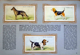 Complete Set of 50 Dogs Cigarette cards in album (1931)