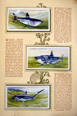 Complete Set of 50 Sea Fishes Cigarette cards in album (1935)