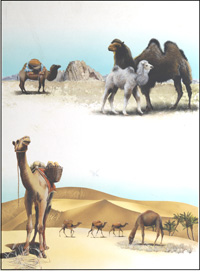 Camels and Dromedaries (Original)