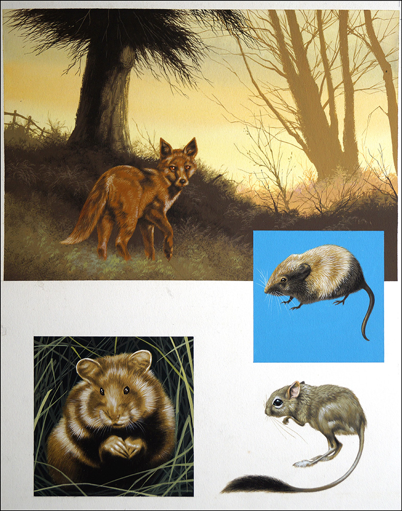 Red Fox at Dawn (Original) art by Reginald B Davis at The Illustration Art Gallery