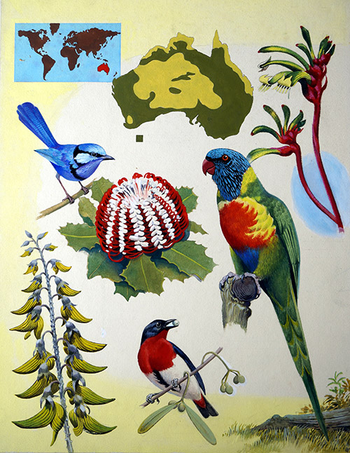 Wildlife of Australia (Original) by Reginald B Davis at The Illustration Art Gallery