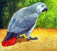 African Grey Parrot (Original)
