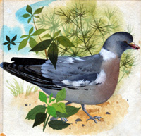 Wood Pigeon (Original)