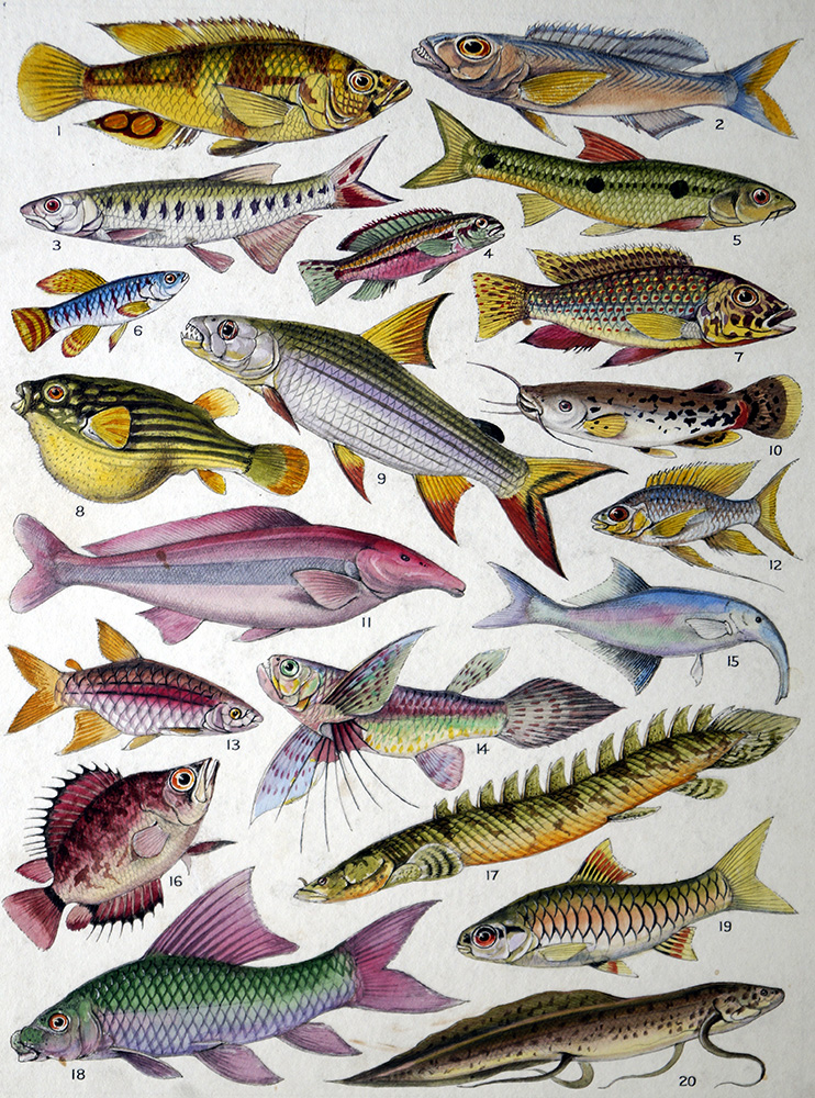 Fresh Water Fishes of the Empire - African (Original) art by James Green at The Illustration Art Gallery