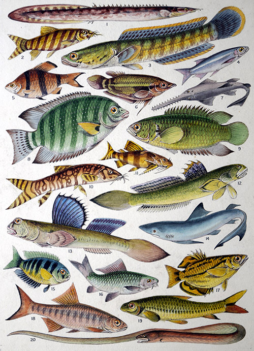 Fresh Water Fishes of the Empire - Indian (Original) by James Green at The Illustration Art Gallery