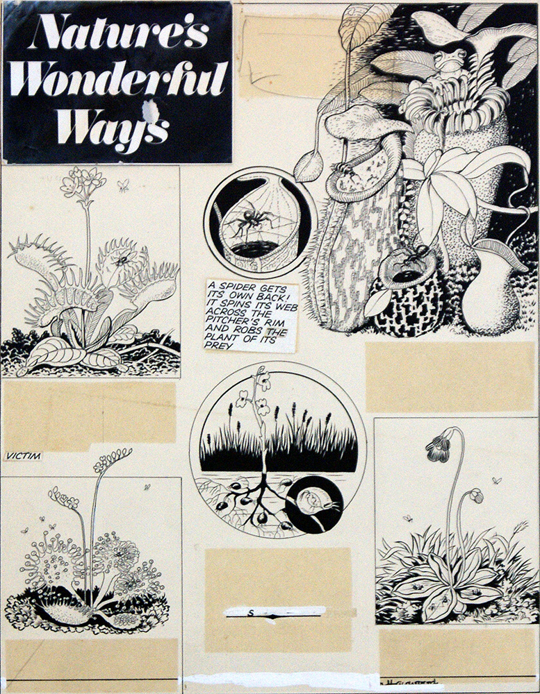 Plant Eats Animal (Original) (Signed) art by Helen Haywood Art at The Illustration Art Gallery