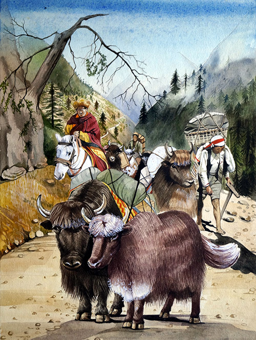Yaks (Original) by Richard Hook Art at The Illustration Art Gallery