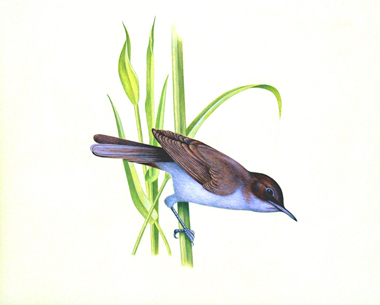 Reed Warbler (Original) by Michael Hopkins Art at The Illustration Art Gallery