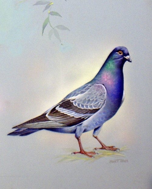 Rock Dove (North America) (Original) (Signed) by Bert Illoss Art at The Illustration Art Gallery