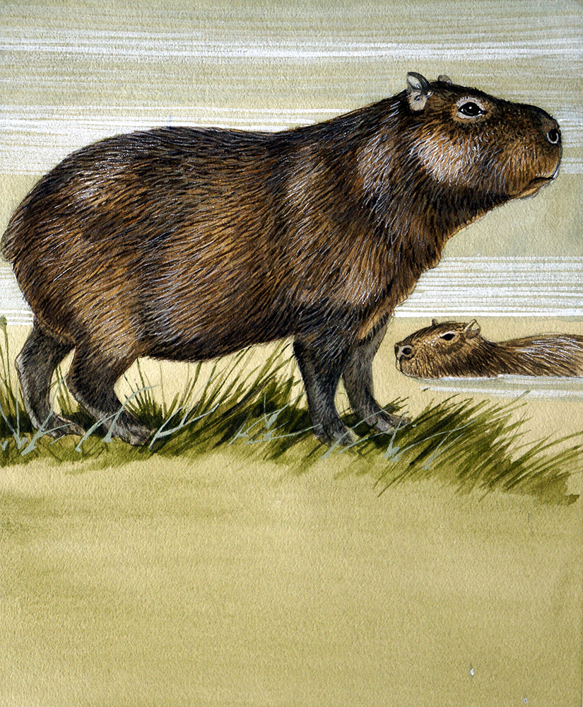 Capybara (Original) art by Kenneth Lilly Art at The Illustration Art Gallery