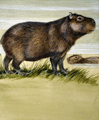 Capybara (Original)