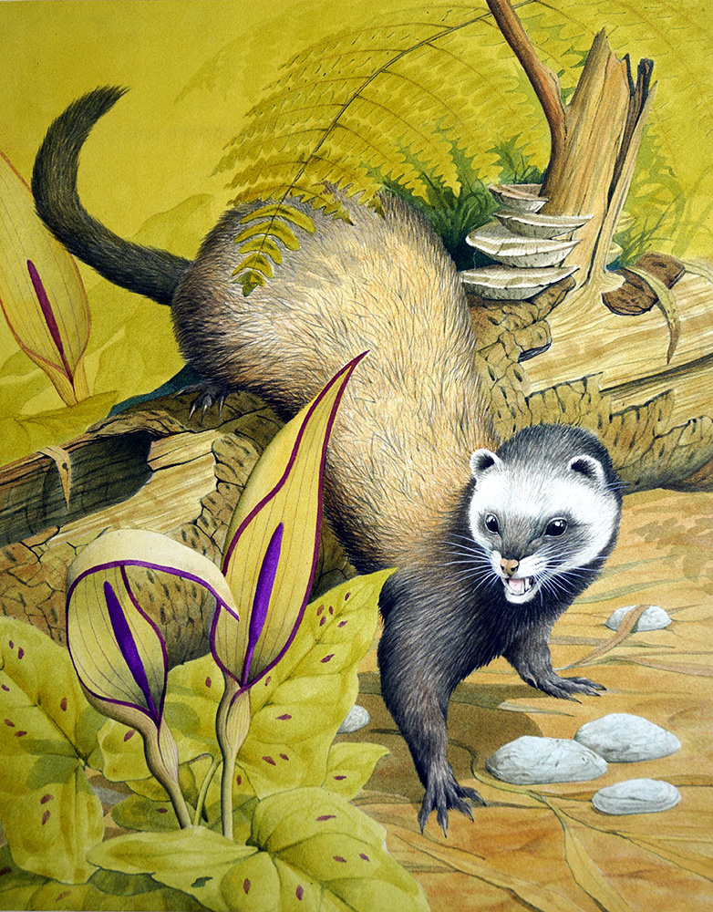 Polecat (Original) art by Kenneth Lilly Art at The Illustration Art Gallery