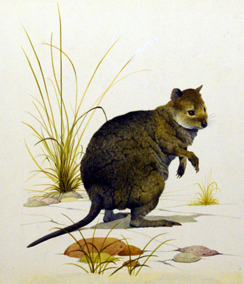 The Quokka (Original) by Kenneth Lilly Art at The Illustration Art Gallery