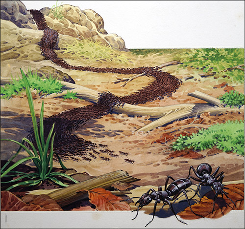 March of the Army Ants (Original) by Bernard Long Art at The Illustration Art Gallery