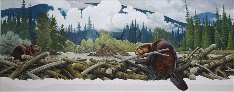 What Beavers Do Best (Original) (Signed) by Bernard Long at The Illustration Art Gallery