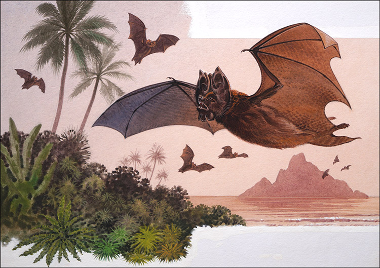Flower Faced Bat (Original) by Bernard Long at The Illustration Art Gallery