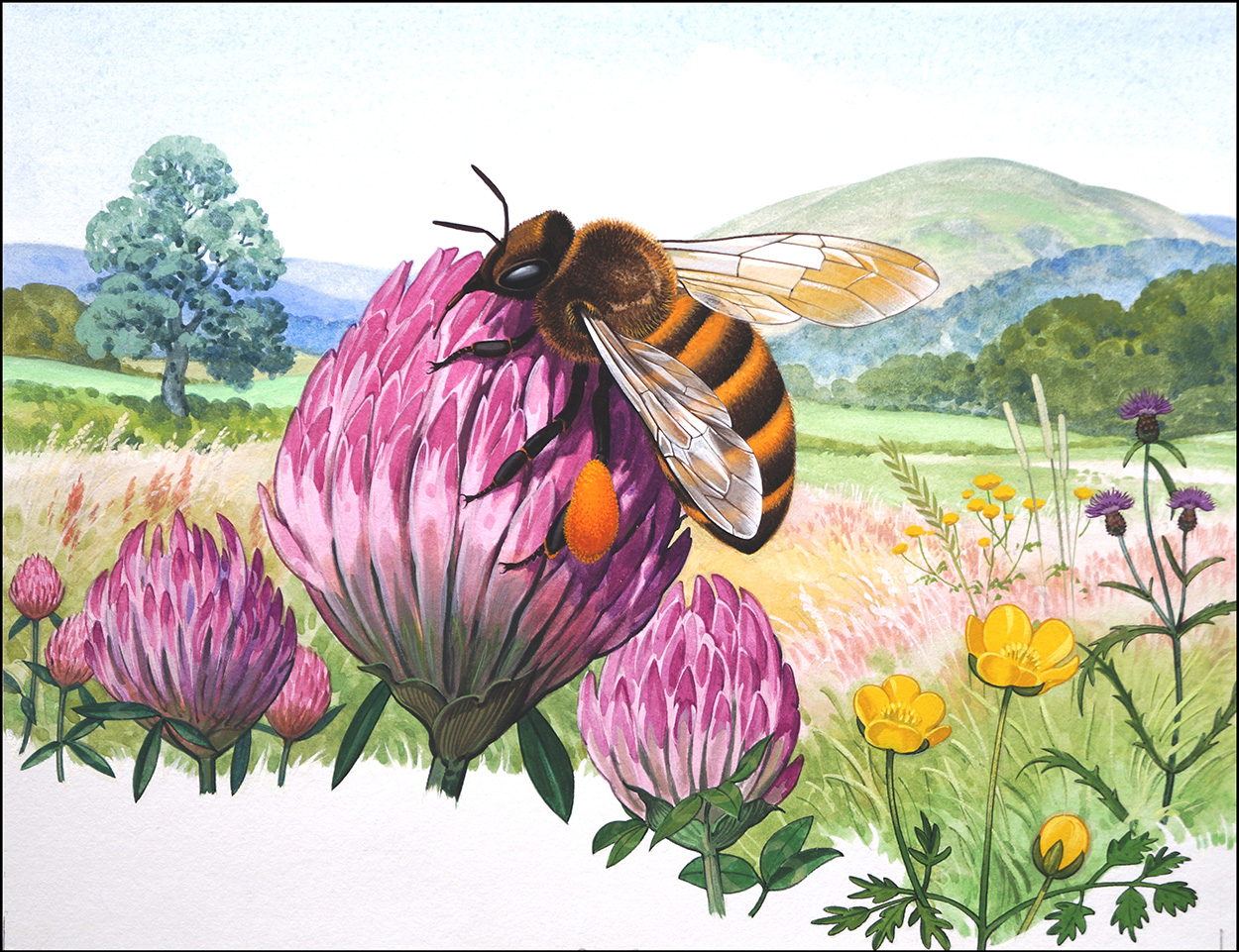 The Honey Bee (Original) art by Bernard Long Art at The Illustration Art Gallery