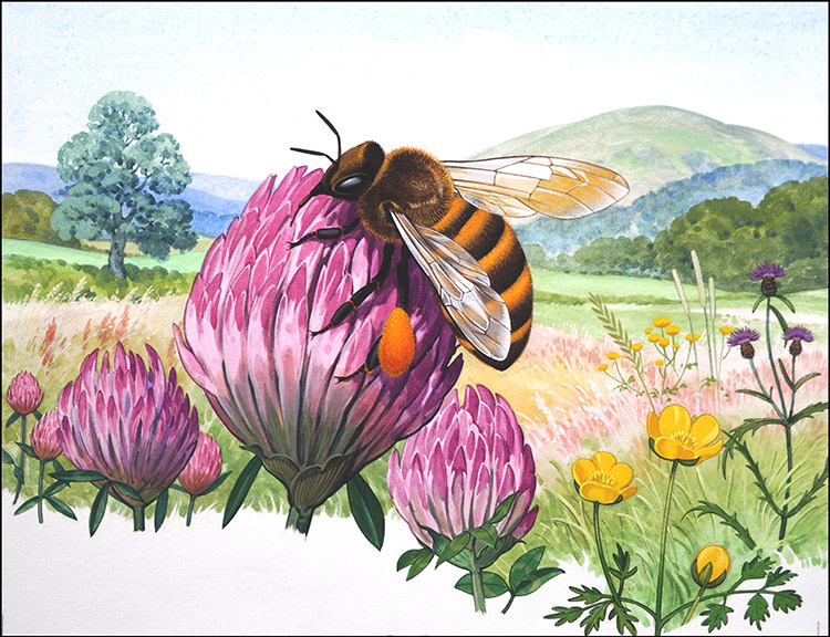 The Honey Bee (Original) by Bernard Long at The Illustration Art Gallery