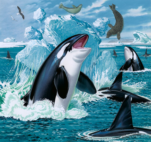 Killer Whales Feeding (Original) by Bernard Long Art at The Illustration Art Gallery