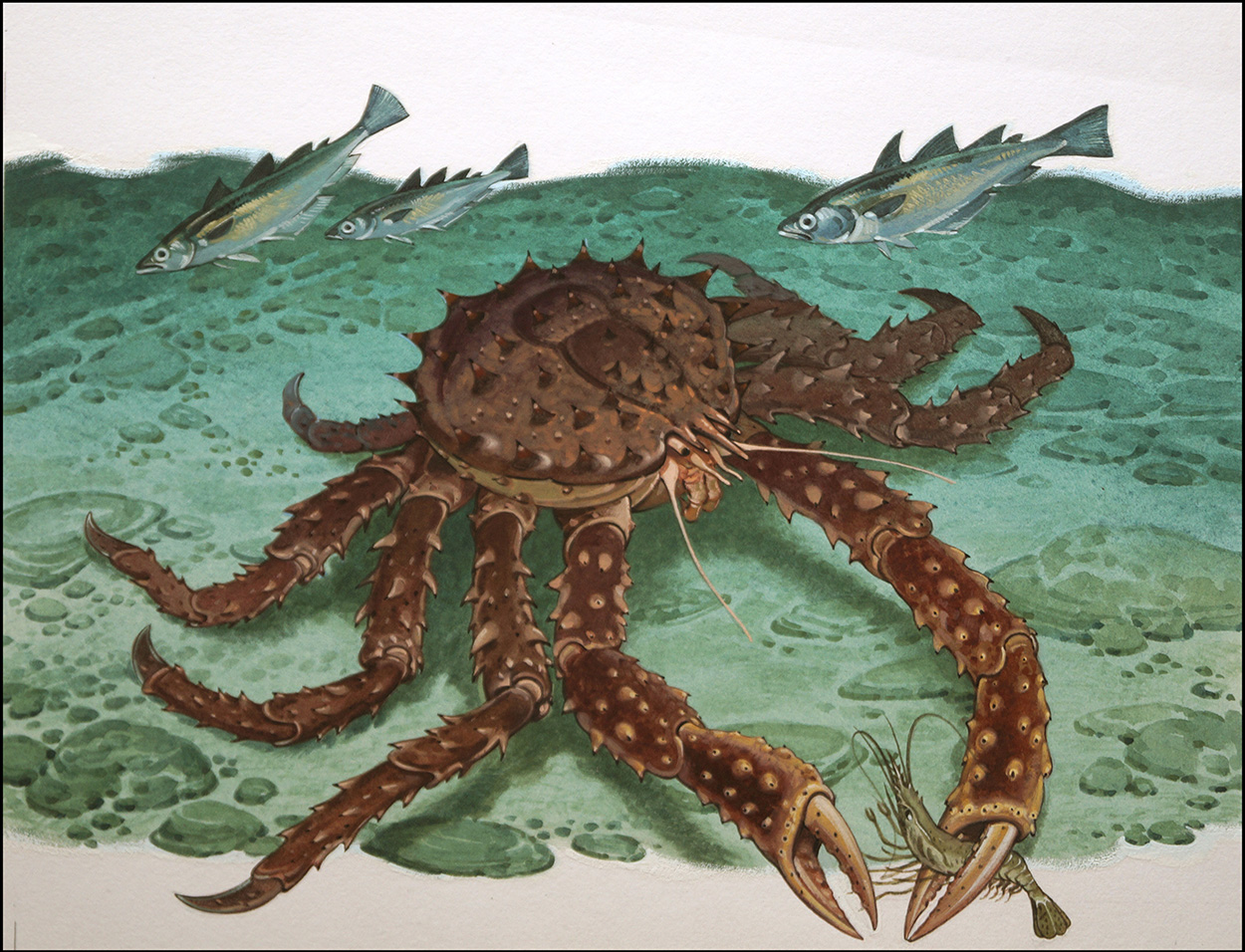 King Crab (Original) art by Bernard Long Art at The Illustration Art Gallery