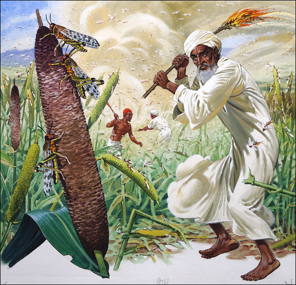 Locusts - Not only a Biblical Plague (Original) art by Bernard Long Art at The Illustration Art Gallery