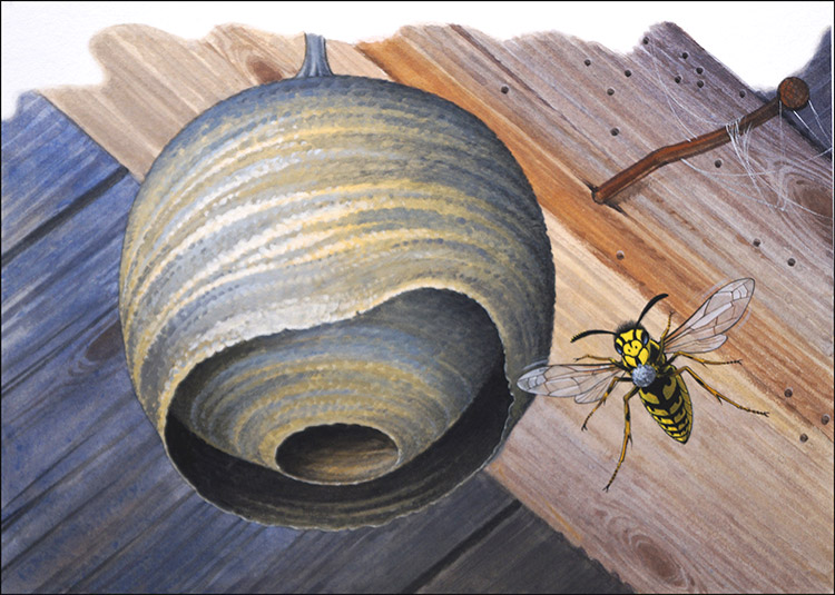 The Curious Paper Wasp (Original) by Bernard Long Art at The Illustration Art Gallery