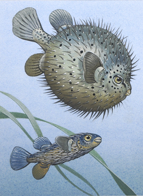 The Porcupine Fish (Original) by Bernard Long at The Illustration Art Gallery