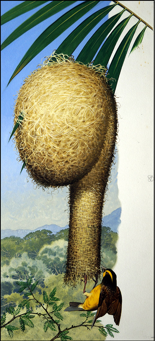 The Weaver Bird (Original) by Bernard Long at The Illustration Art Gallery