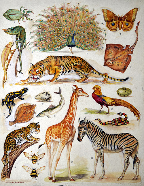 Coloration of Animals (Original) (Signed) by Margaret Maitland Howard at The Illustration Art Gallery