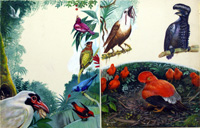 Tropical Birds from South America (Original) (Signed)