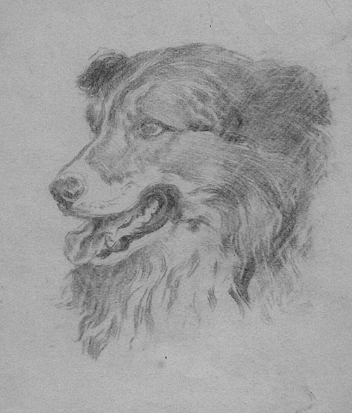 Sketch of a Dog (Original) by Fortunino Matania Art at The Illustration Art Gallery