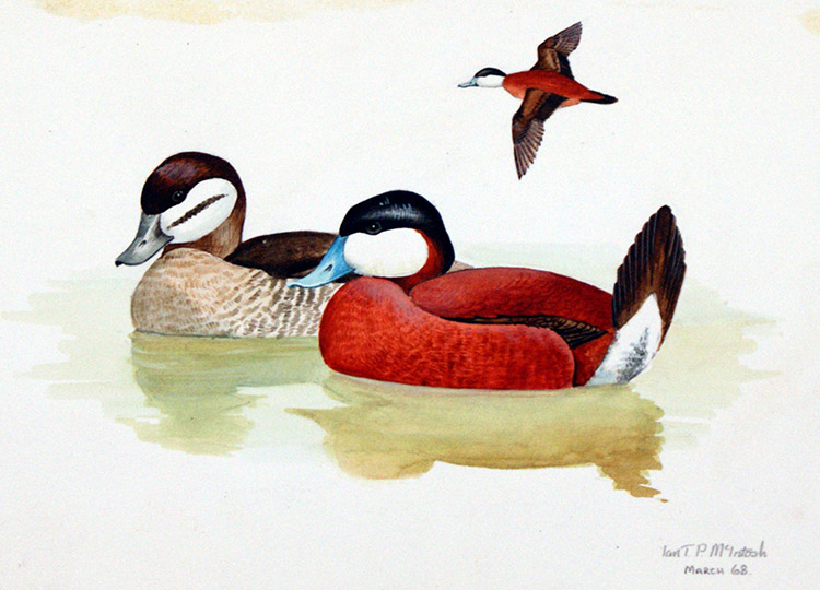 Ruddy Duck (Original) (Signed) by Ian McIntosh at The Illustration Art Gallery