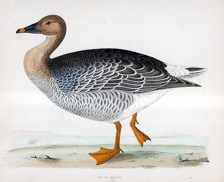 Bean Goose - hand coloured lithograph 1891 (Print) by Beverley R Morris Art at The Illustration Art Gallery