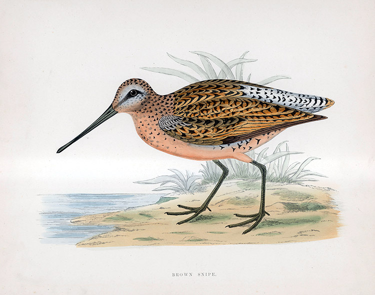Brown Snipe - hand coloured lithograph 1891 (Print) by Beverley R Morris Art at The Illustration Art Gallery