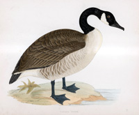 Canada Goose - hand coloured lithograph 1891 (Print)