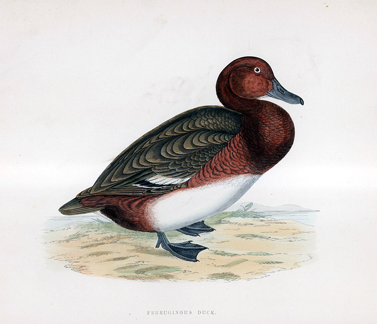 Ferruginos Duck - hand coloured lithograph 1891 (Print) by Beverley R Morris at The Illustration Art Gallery