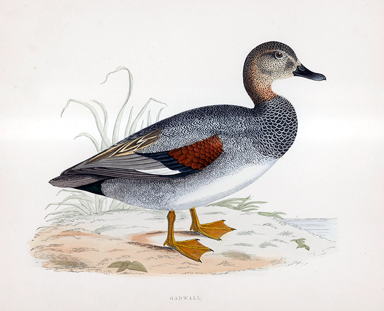 Gadwall - hand coloured lithograph 1891 (Print) by Beverley R Morris Art at The Illustration Art Gallery