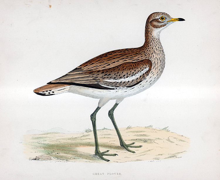 Great Plover - hand coloured lithograph 1891 (Print) by Beverley R Morris Art at The Illustration Art Gallery