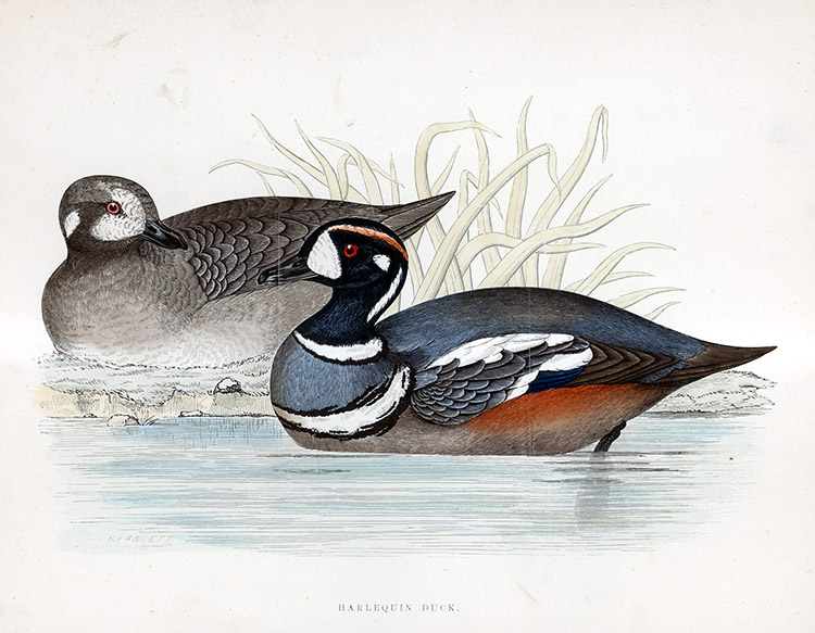Harlequin Duck - hand coloured lithograph 1891 (Print) by Beverley R Morris Art at The Illustration Art Gallery