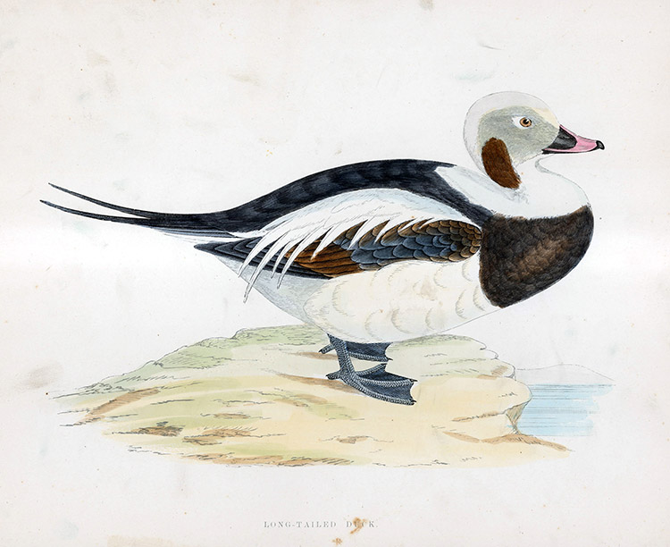 Long Tailed Duck - hand coloured lithograph 1891 (Print) by Beverley R Morris Art at The Illustration Art Gallery