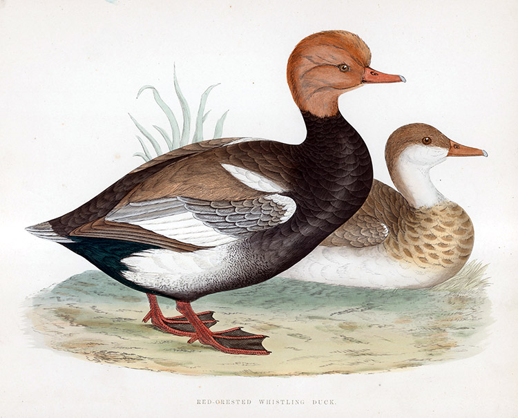 Red Crested Whistling Duck - hand coloured lithograph 1891 (Print) by Beverley R Morris Art at The Illustration Art Gallery