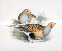Sand Grouse - hand coloured lithograph 1891 (Print)