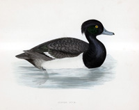 Tufted Duck - hand coloured lithograph 1891 (Print)
