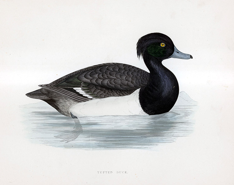 Tufted Duck - hand coloured lithograph 1891 (Print) by Beverley R Morris Art at The Illustration Art Gallery